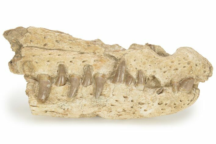 Partial Fossil Crocodilian (Dyrosaurus) Rostrum - Morocco #220677